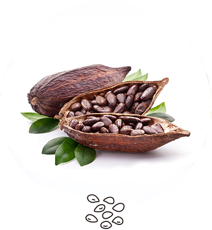 Cacao