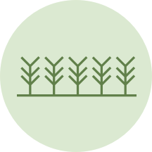 Campo